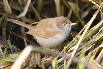 African Desert Warbler / Afrikaanse Woestijngrasmus