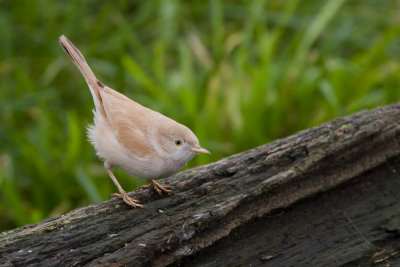 African Desert Warbler / Afrikaanse Woestijngrasmus