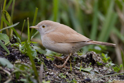 African Desert Warbler / Afrikaanse Woestijngrasmus