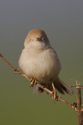 African Desert Warbler / Afrikaanse Woestijngrasmus
