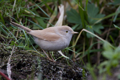 African Desert Warbler / Afrikaanse Woestijngrasmus