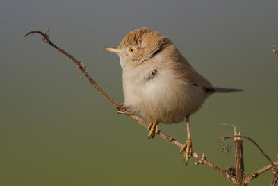 African Desert Warbler / Afrikaanse Woestijngrasmus