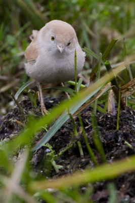 African Desert Warbler / Afrikaanse Woestijngrasmus
