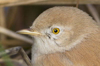 African Desert Warbler / Afrikaanse Woestijngrasmus