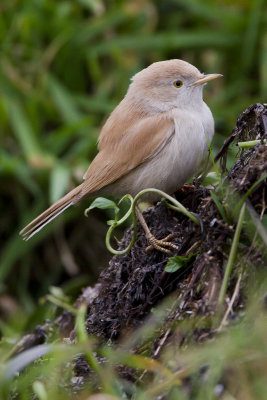 African Desert Warbler / Afrikaanse Woestijngrasmus