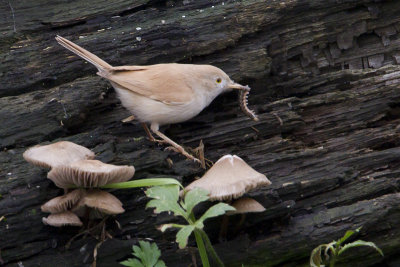 African Desert Warbler / Afrikaanse Woestijngrasmus