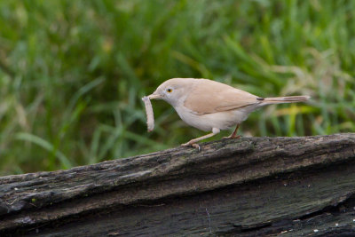African Desert Warbler / Afrikaanse Woestijngrasmus