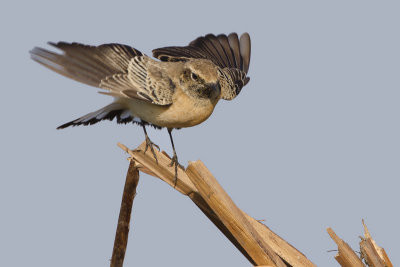 Pied Wheatear / Bonte Tapuit