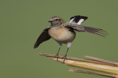 Pied Wheatear / Bonte Tapuit