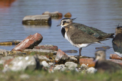 Oriental Pratincole / Oosterse Vorkstaartplevier