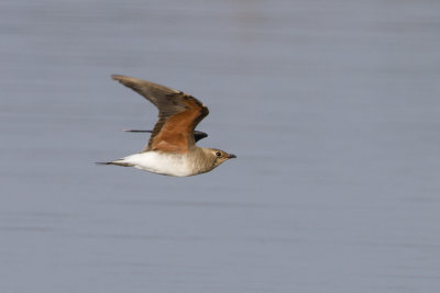 Oriental Pratincole / Oosterse Vorkstaartplevier