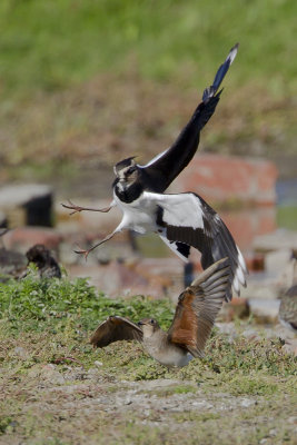 Oriental Pratincole / Oosterse Vorkstaartplevier