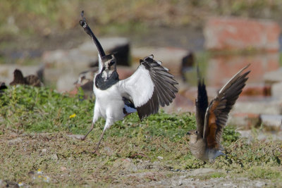 Oriental Pratincole / Oosterse Vorkstaartplevier