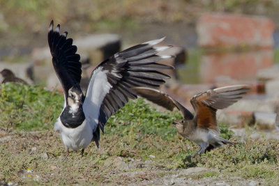 Oriental Pratincole / Oosterse Vorkstaartplevier