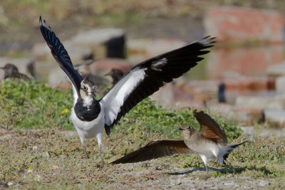 Oriental Pratincole / Oosterse Vorkstaartplevier