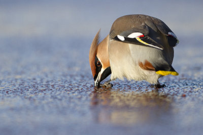 Bohemian Waxwing / Pestvogel