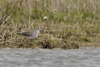 Lesser Yellowlegs / Kleine Geelpootruiter