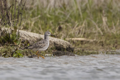 Lesser Yellowlegs / Kleine Geelpootruiter