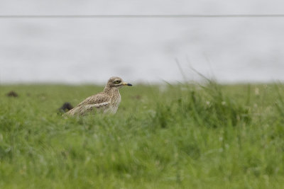 Eurasian Stone-curlew / Griel