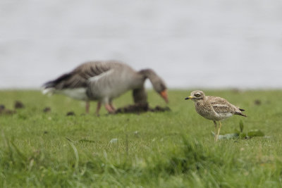 Eurasian Stone-curlew / Griel