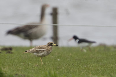 Eurasian Stone-curlew / Griel