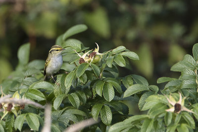 Palla's Leaf Warbler / Pallas Boszanger