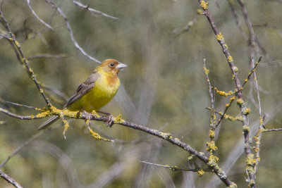 Brown-headed Bunting / Bruinkopgors