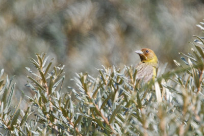 Brown-headed Bunting / Bruinkopgors