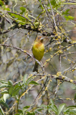 Brown-headed Bunting / Bruinkopgors
