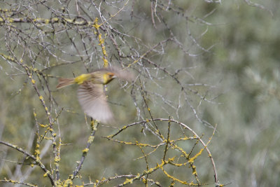 Red-headed Bunting / Bruinkopgors