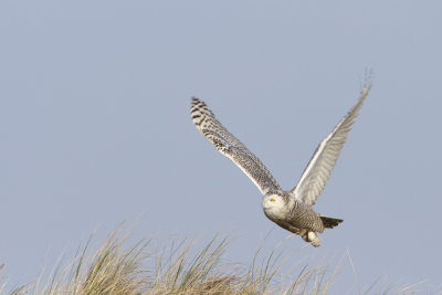 Snowy Owl / Sneeuwuil
