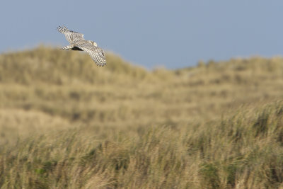 Snowy Owl / Sneeuwuil