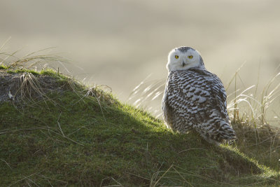 Snowy Owl / Sneeuwuil