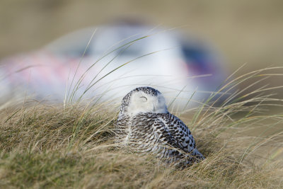 Snowy Owl / Sneeuwuil