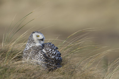 Snowy Owl / Sneeuwuil