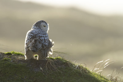 Snowy Owl / Sneeuwuil