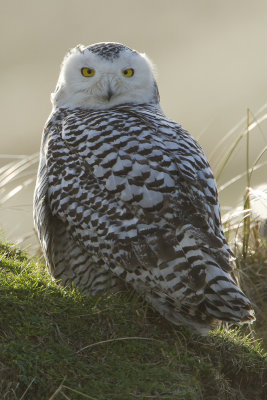 Snowy Owl / Sneeuwuil