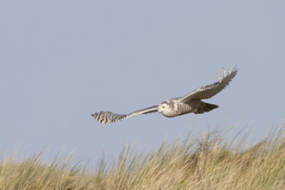 Snowy Owl / Sneeuwuil