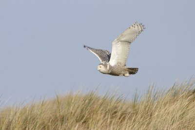 Snowy Owl / Sneeuwuil