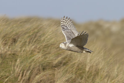 Snowy Owl / Sneeuwuil