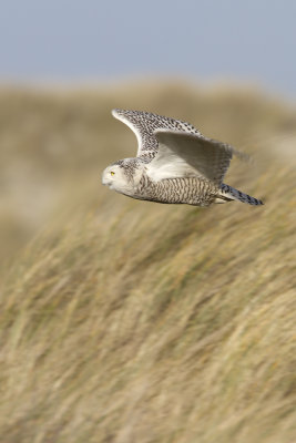 Snowy Owl / Sneeuwuil