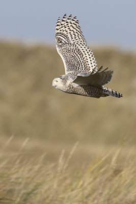Snowy Owl / Sneeuwuil