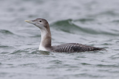 Yellow-billed Loon / Geelsnavelduiker
