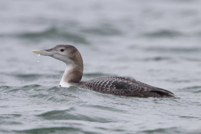 Yellow-billed Loon / Geelsnavelduiker