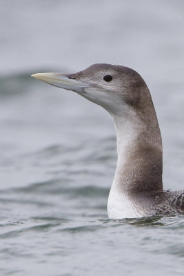 Yellow-billed Loon / Geelsnavelduiker