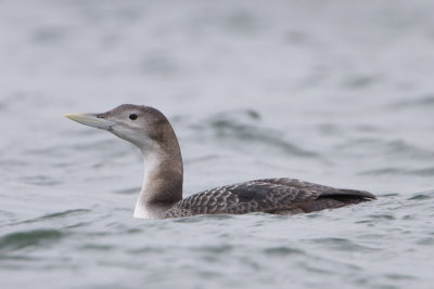 Yellow-billed Loon / Geelsnavelduiker