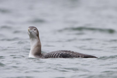Yellow-billed Loon / Geelsnavelduiker