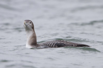 Yellow-billed Loon / Geelsnavelduiker