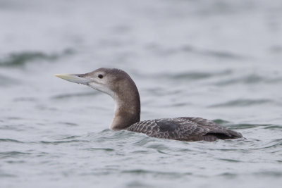 Yellow-billed Loon / Geelsnavelduiker