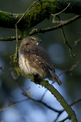 Eurasian Pygmy Owl / Dwerguil
